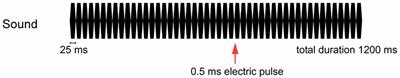 Tactile Cross-Modal Acceleration Effects on Auditory Steady-State Response